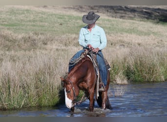 American Quarter Horse, Castrone, 5 Anni, 145 cm, Sauro ciliegia