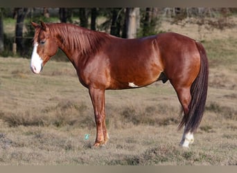 American Quarter Horse, Castrone, 5 Anni, 145 cm, Sauro ciliegia