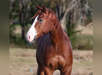 American Quarter Horse, Castrone, 5 Anni, 145 cm, Sauro ciliegia