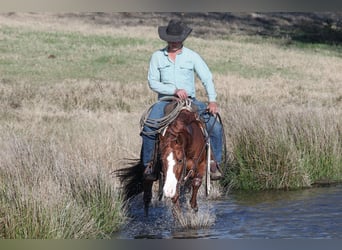 American Quarter Horse, Castrone, 5 Anni, 145 cm, Sauro ciliegia