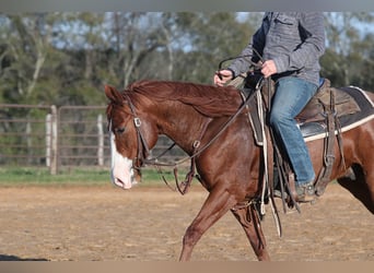 American Quarter Horse, Castrone, 5 Anni, 145 cm, Sauro ciliegia