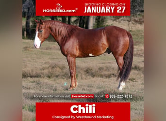 American Quarter Horse, Castrone, 5 Anni, 145 cm, Sauro ciliegia