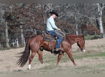 American Quarter Horse, Castrone, 5 Anni, 145 cm, Sauro ciliegia