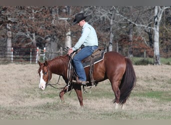 American Quarter Horse, Castrone, 5 Anni, 145 cm, Sauro ciliegia