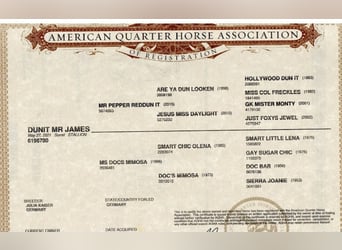 American Quarter Horse, Castrone, 5 Anni, 145 cm, Sauro