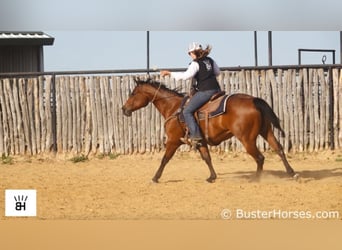 American Quarter Horse, Castrone, 5 Anni, 147 cm, Baio ciliegia