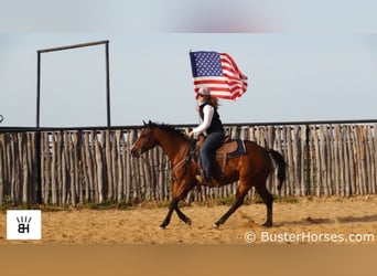 American Quarter Horse, Castrone, 5 Anni, 147 cm, Baio ciliegia