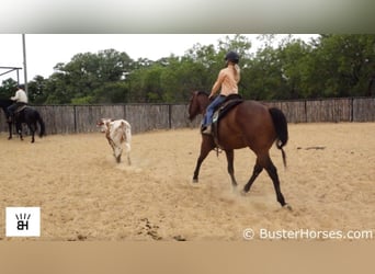 American Quarter Horse, Castrone, 5 Anni, 147 cm, Baio ciliegia