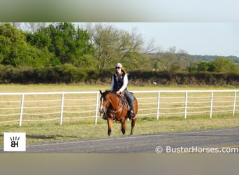 American Quarter Horse, Castrone, 5 Anni, 147 cm, Baio ciliegia