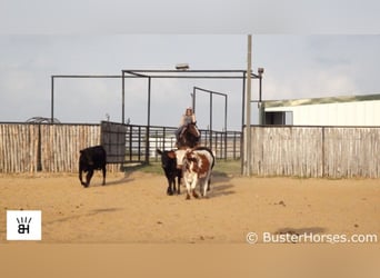 American Quarter Horse, Castrone, 5 Anni, 147 cm, Baio ciliegia