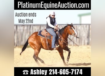 American Quarter Horse, Castrone, 5 Anni, 147 cm, Baio ciliegia