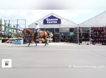 American Quarter Horse, Castrone, 5 Anni, 147 cm, Baio ciliegia