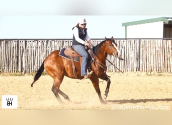 American Quarter Horse, Castrone, 5 Anni, 147 cm, Baio ciliegia