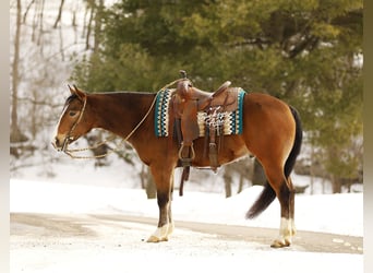 American Quarter Horse Mix, Castrone, 5 Anni, 147 cm, Baio ciliegia