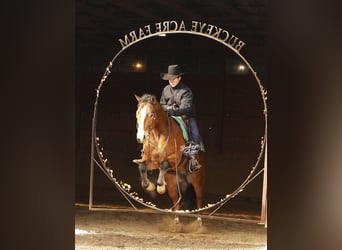 American Quarter Horse Mix, Castrone, 5 Anni, 147 cm, Baio ciliegia