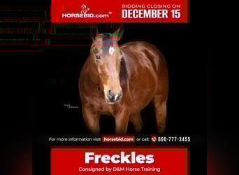 American Quarter Horse, Castrone, 5 Anni, 147 cm, Baio ciliegia