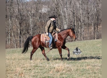 American Quarter Horse, Castrone, 5 Anni, 147 cm, Baio ciliegia
