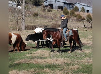 American Quarter Horse, Castrone, 5 Anni, 147 cm, Baio ciliegia