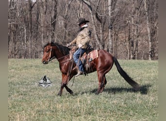 American Quarter Horse, Castrone, 5 Anni, 147 cm, Baio ciliegia