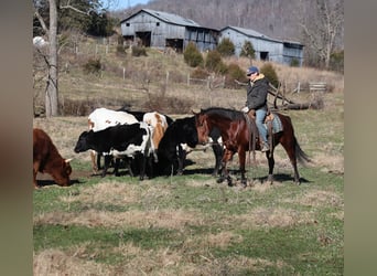 American Quarter Horse, Castrone, 5 Anni, 147 cm, Baio ciliegia