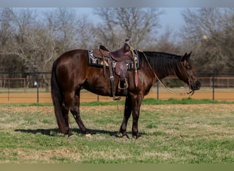 American Quarter Horse, Castrone, 5 Anni, 147 cm, Baio