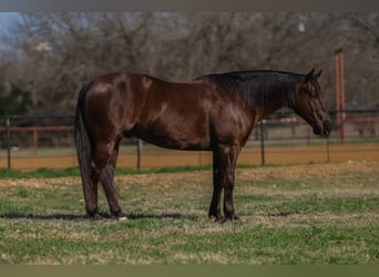 American Quarter Horse, Castrone, 5 Anni, 147 cm, Baio