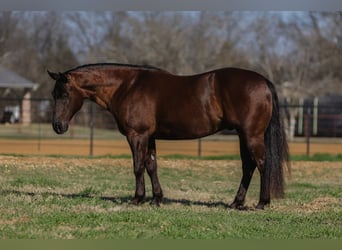 American Quarter Horse, Castrone, 5 Anni, 147 cm, Baio