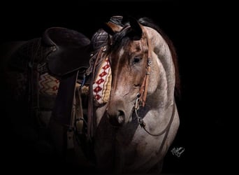 American Quarter Horse, Castrone, 5 Anni, 147 cm, Baio roano