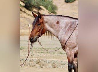 American Quarter Horse, Castrone, 5 Anni, 147 cm, Baio roano