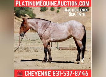American Quarter Horse, Castrone, 5 Anni, 147 cm, Baio roano