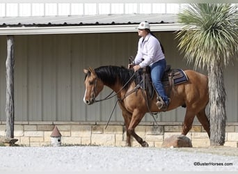 American Quarter Horse, Castrone, 5 Anni, 147 cm, Falbo