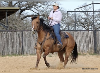 American Quarter Horse, Castrone, 5 Anni, 147 cm, Falbo