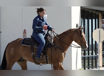 American Quarter Horse, Castrone, 5 Anni, 147 cm, Falbo