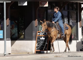 American Quarter Horse, Castrone, 5 Anni, 147 cm, Falbo