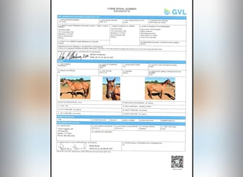 American Quarter Horse, Castrone, 5 Anni, 147 cm, Falbo