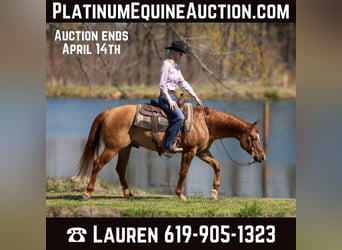 American Quarter Horse, Castrone, 5 Anni, 147 cm, Falbo