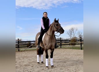 American Quarter Horse, Castrone, 5 Anni, 147 cm, Grullo