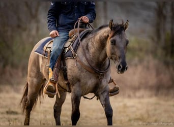 American Quarter Horse, Castrone, 5 Anni, 147 cm, Grullo