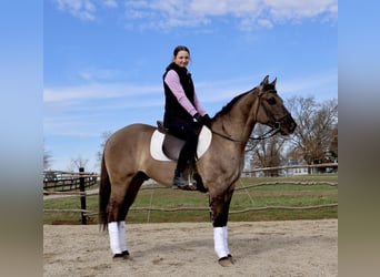 American Quarter Horse, Castrone, 5 Anni, 147 cm, Grullo