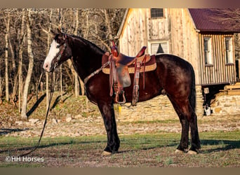 American Quarter Horse, Castrone, 5 Anni, 147 cm, Morello