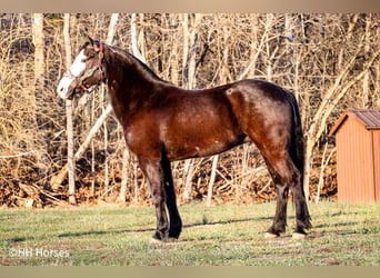 American Quarter Horse, Castrone, 5 Anni, 147 cm, Morello