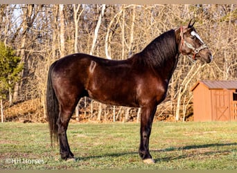 American Quarter Horse, Castrone, 5 Anni, 147 cm, Morello