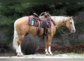American Quarter Horse, Castrone, 5 Anni, 147 cm, Palomino