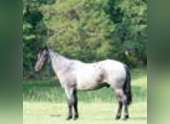 American Quarter Horse, Castrone, 5 Anni, 147 cm, Roano blu