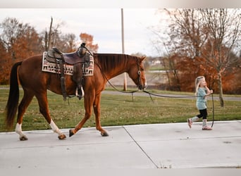 American Quarter Horse, Castrone, 5 Anni, 147 cm, Roano rosso