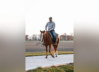 American Quarter Horse, Castrone, 5 Anni, 147 cm, Roano rosso