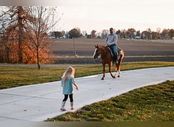 American Quarter Horse, Castrone, 5 Anni, 147 cm, Roano rosso