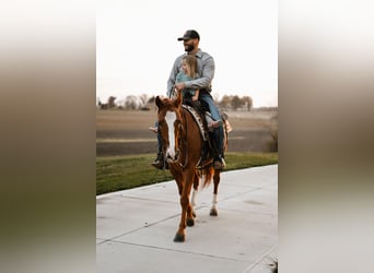 American Quarter Horse, Castrone, 5 Anni, 147 cm, Roano rosso