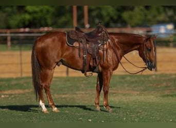 American Quarter Horse, Castrone, 5 Anni, 147 cm, Sauro ciliegia