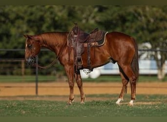 American Quarter Horse, Castrone, 5 Anni, 147 cm, Sauro ciliegia